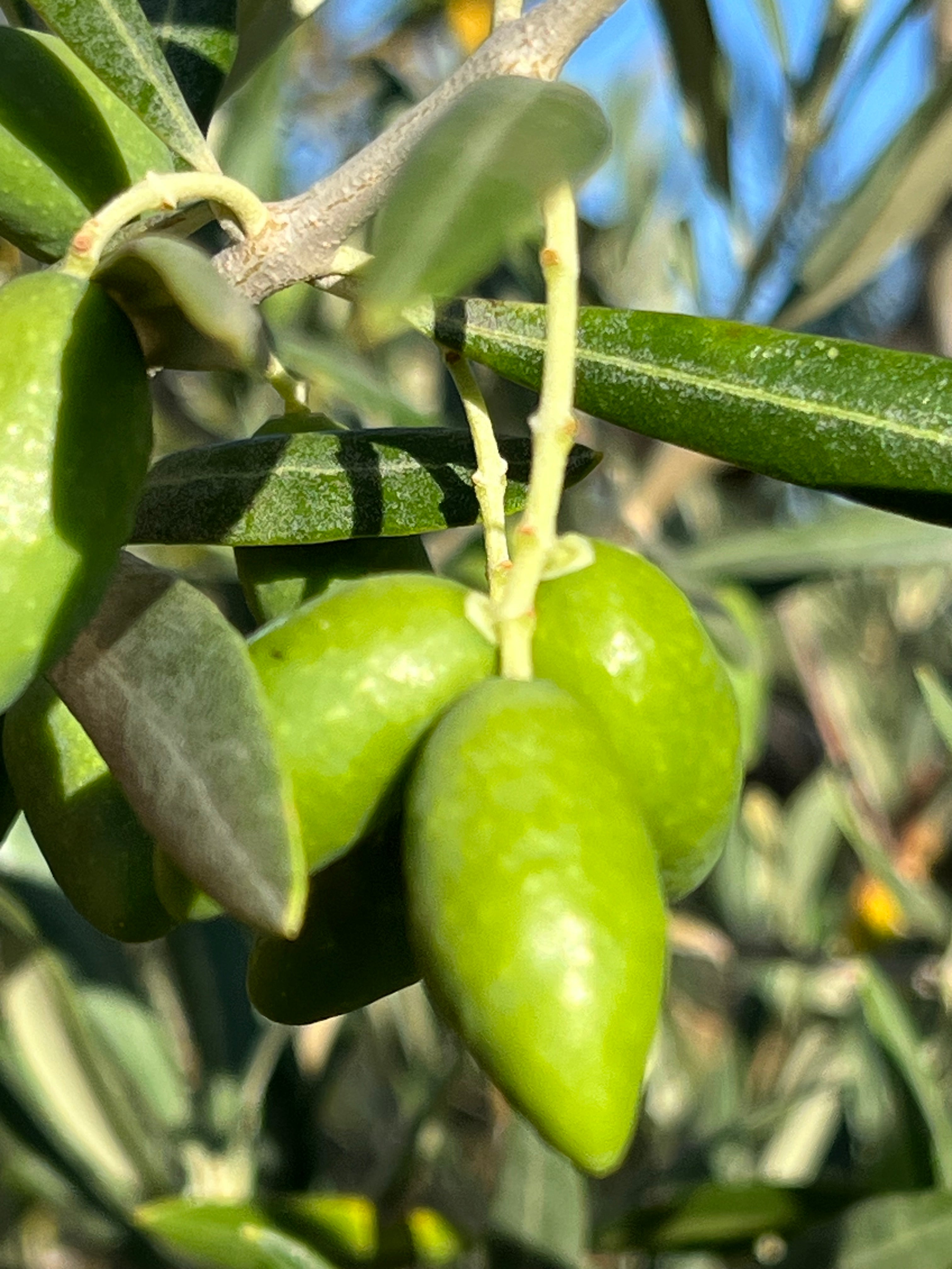 Silvanus' Geheimnis – Premium Bio-Olivenöl Extra Vergine (100% Picual)